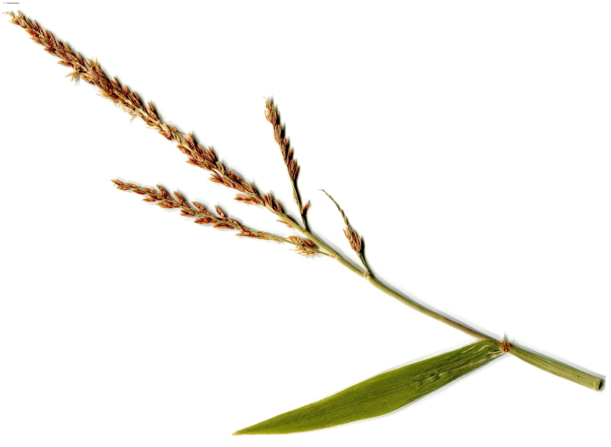 Zea mays (Poaceae)